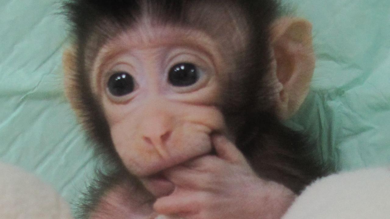 Monkey clone "Hua Hua", born on December 5, 2017, at a research institution in Suzhou in China's Jiangsu province. Picture: Chinese Academy of Sciences