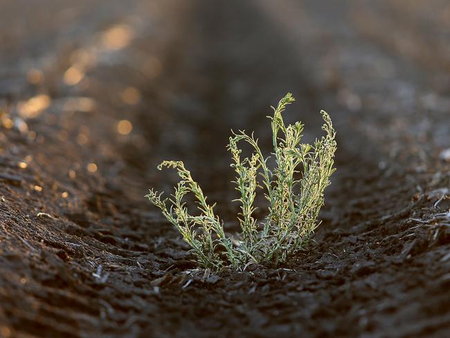 HOLD - CONTACT BRISBANE -  Western Downs cattle and grain farmer Stuart Schstakowski pictured here spraying weed near his property in the small town of Warra. Stuart has invested over $150'000 dollars in european future technology to combat weed more efficiently. Pictures: Jack Tran