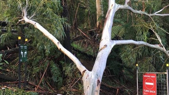 Storm damage at the 1000 Steps.