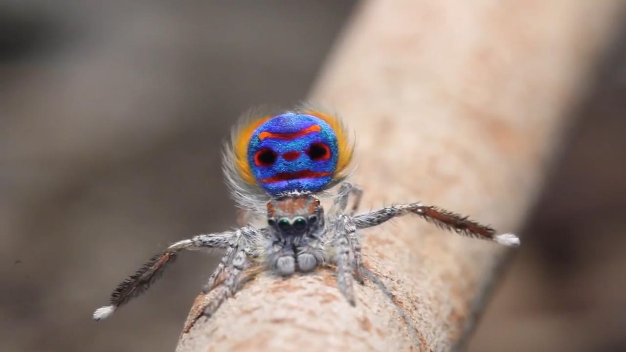 The Austrialian peacock spider goes viral, Magazine Articles