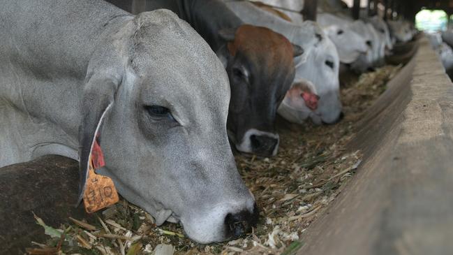 Australian cattle destined for export. Picture: Australian Livestock Exporters Council