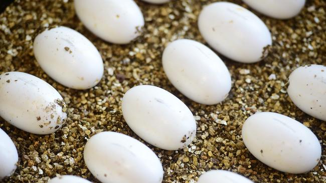 Saltwater or estuarine crocodile eggs.