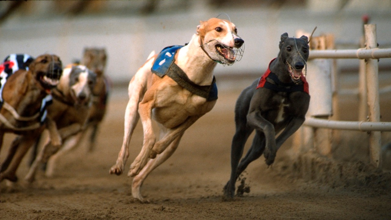 Two Queensland greyhound trainers suspended pending inquiry over race  fixing charges