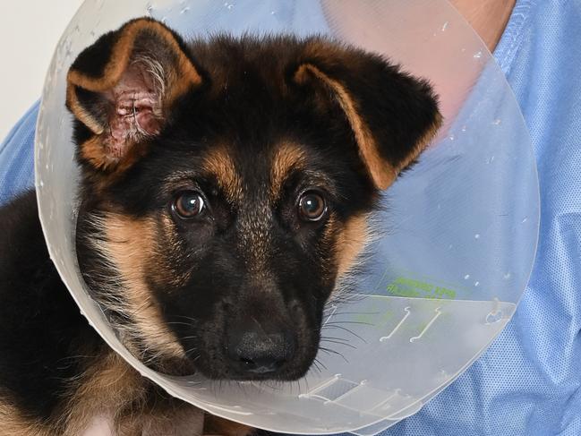 Holly Fyfe with Kaige the11 week old parvovirus infected German Shepherd. Picture: Cordell Richardson