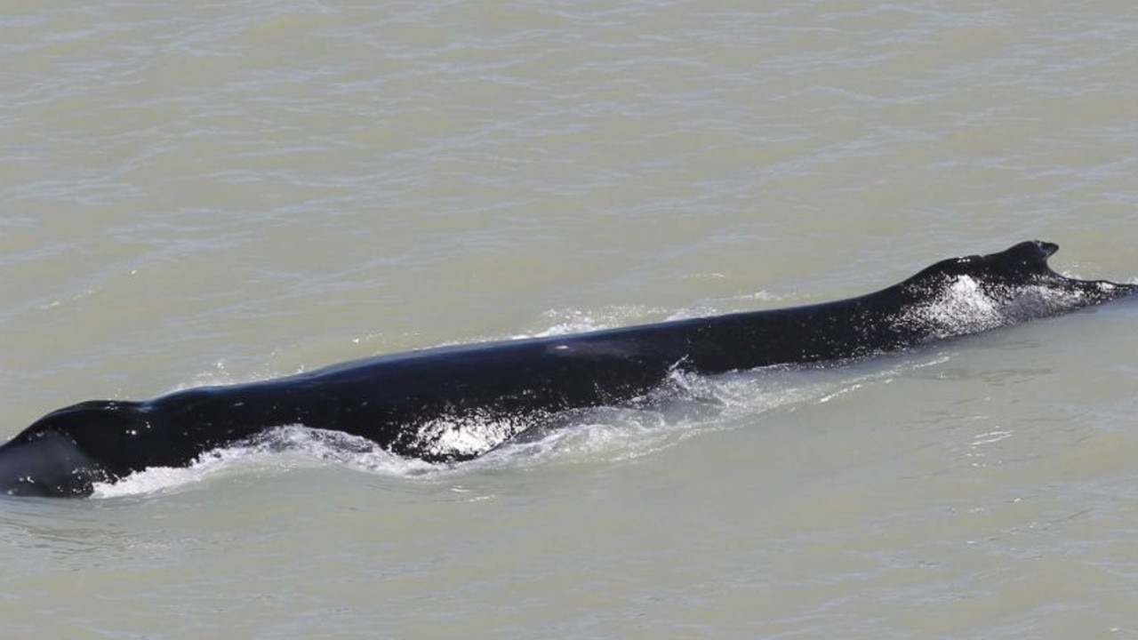 Boats have been banned from the stretch of river to help keep the whale safe. Picture: Parks Australia