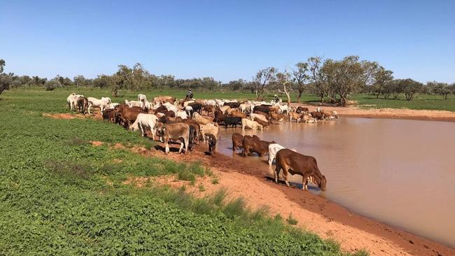 Roxborough Downs in Mt Isa, Queensland.