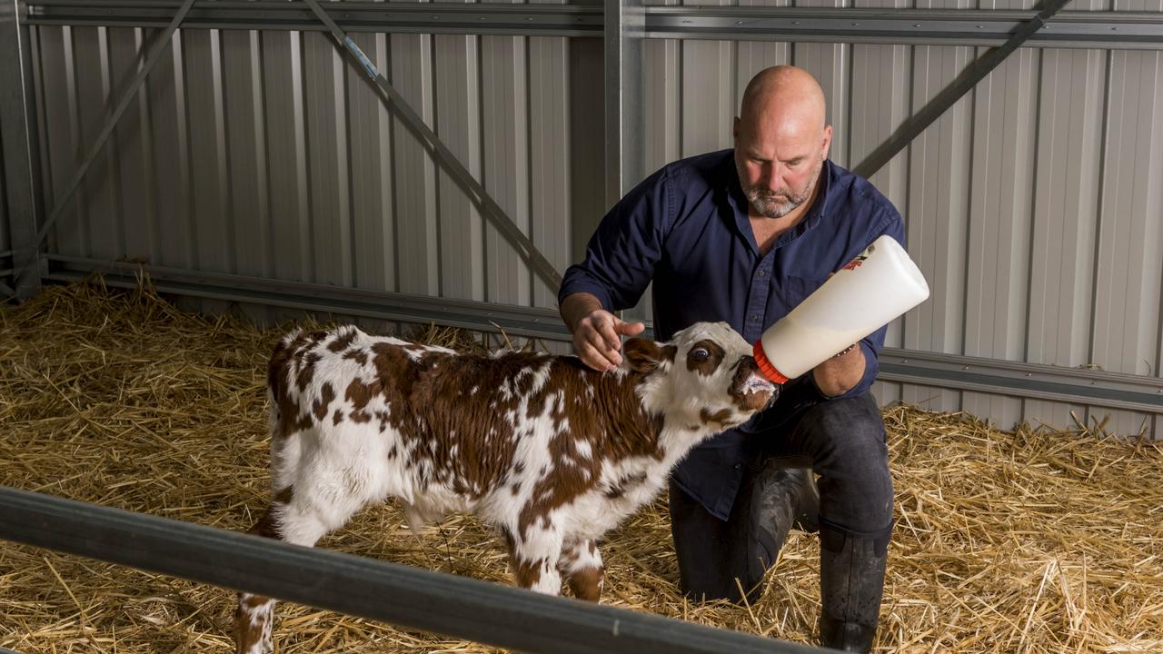 Nick Haddow founded Glen Huon Dairy last year to supply milk to Bruny Island Cheese. Picture: Phillip Biggs