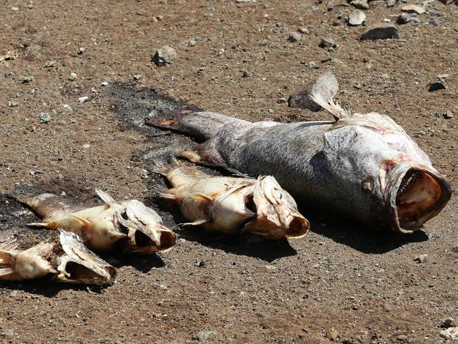 Prized freshwater fish dead at Lake Keepit. Picture: Peter Lorimer.