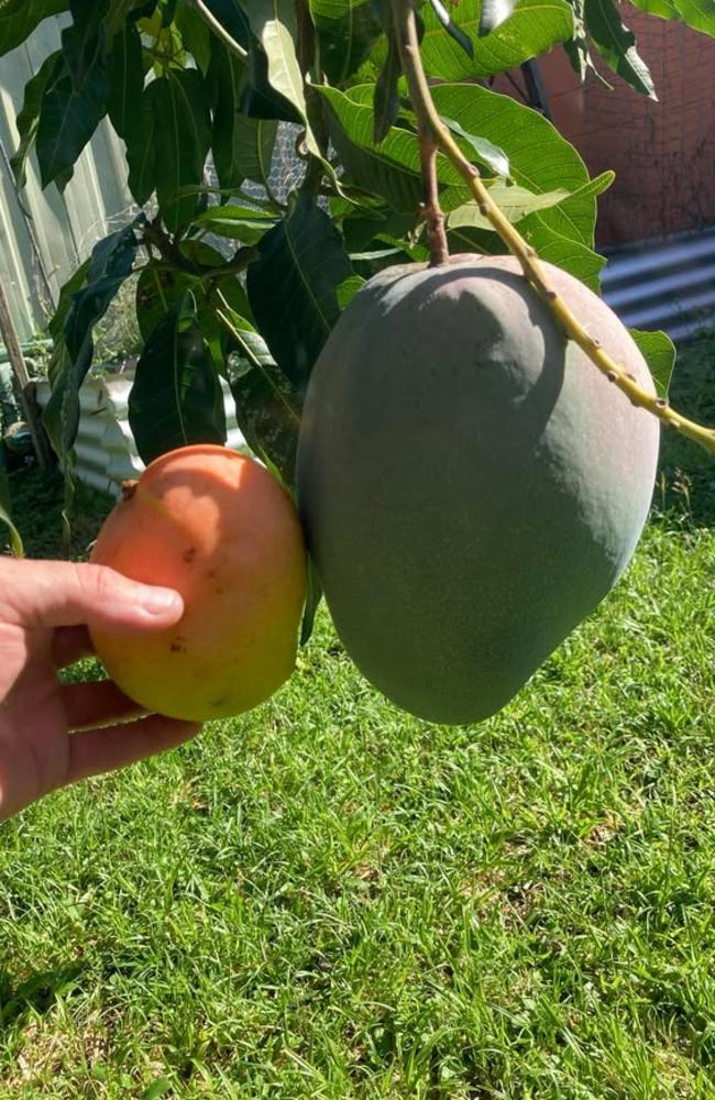 Cairns gardener Adam Cerruti suspects his ’rugby league ball’ sized mango might be one of the largest Bowen mangoes this season.