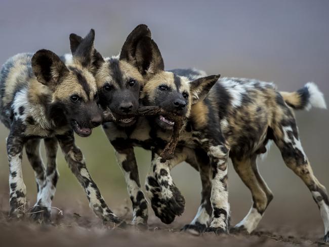 Lumix People’s Choice Award: One Toy, Three Dogs by Bence Mate, Hungary/Wildlife Photographer of the Year 2018/Natural History Museum. While adult African wild dogs are merciless killers, their pups are extremely cute and play all day long. Bence photographed these brothers in Mkuze, South Africa – they all wanted to play with the leg of an impala and were trying to drag it in three different directions!