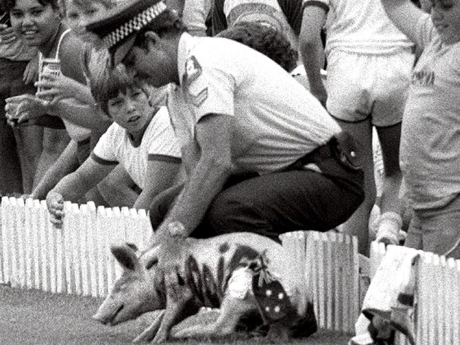 File/Neg 17 Jan 1983 Percy the pig with "Eddie" and "Botham" painted on his sides at the Gabba. Police officer grabs percy after he was let loose on the Gabba Ground during the Aust vs England one day match. PicStewart/Riley sport qld cricket baby animals pigs piglet spectators fans   35/E/5173 FRAME 7