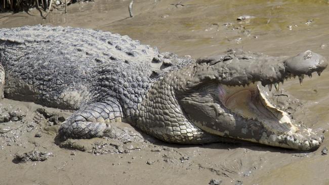 The Department of Environment and Science said any crocodiles acting dangerously in the Peter Faust Dam would be targeted for removal.