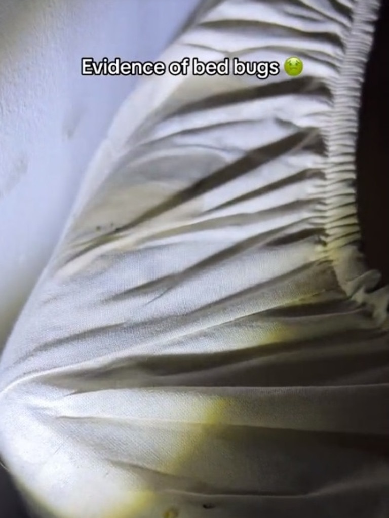 The dog found bedbugs on the corner of the mattress. Picture: TikTok/jimmyvisitsworld
