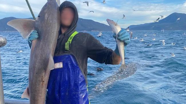 One of the trawlers operating off Wilsons Promontory, dragging in a big female gummy shark and King George whiting.