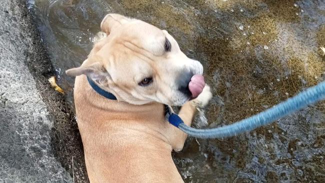 Ms Albert and Boss on their daily walk to the park. Picture: Supplied.