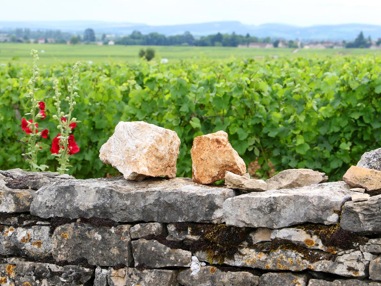 Supplied Travel Burgundy, France. Rocks from a vineyard plot atop a stone wall in Burgundy