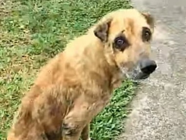 An old, injured dog rescued by the Bush Dogs & Pups rescue group. Picture: Facebook