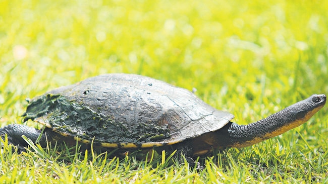 A turtle catches a bit of sun. Picture: Phil Rogers