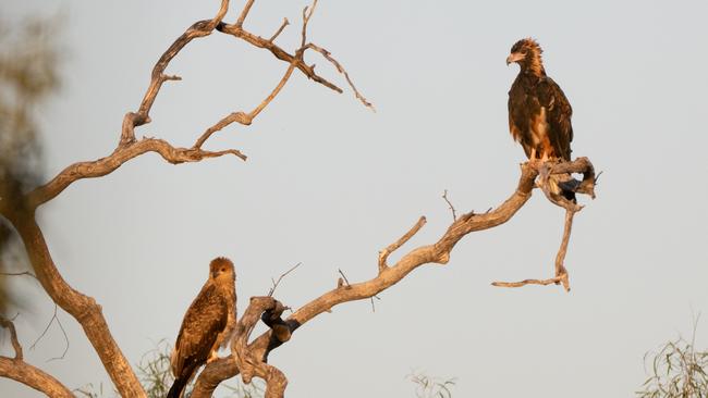 Black-breasted buzzard and whistling kite. Picture: Chris Symmons