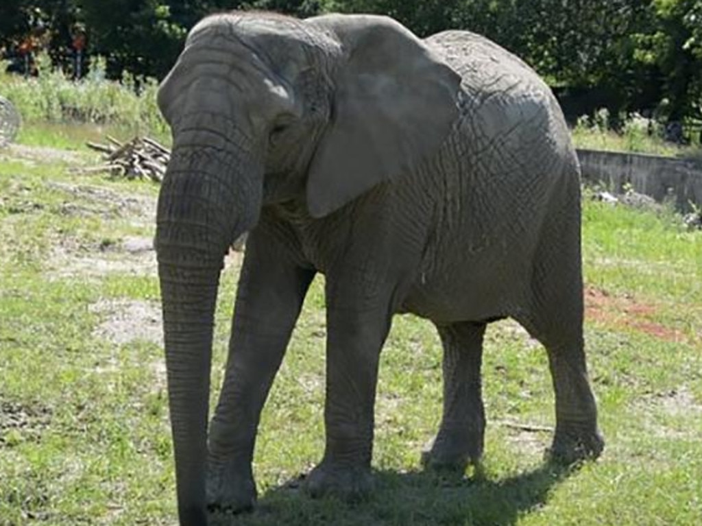 One of the elephants that calls Warsaw Zoo home. Picture: Warsaw Zoo/CNN