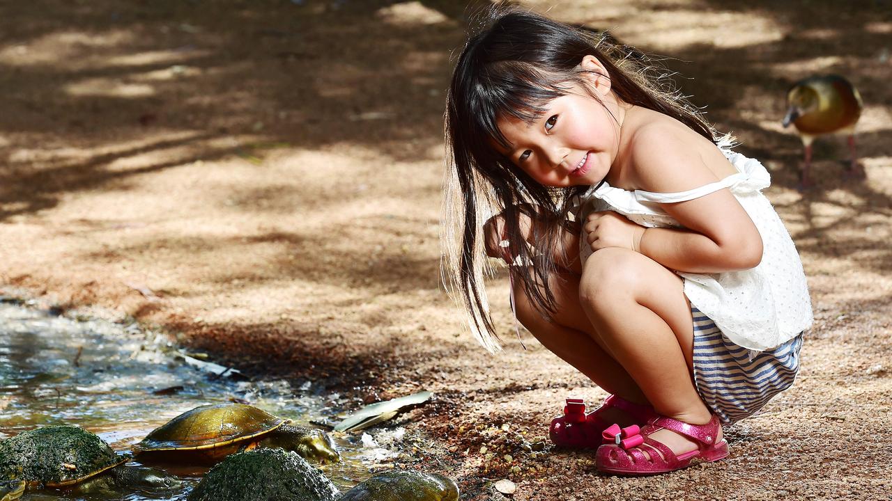 Kanna Nishimura, 4, visiting from Japan checks out the turtles at Billabong Sanctuary. Picture: Shae Beplate.