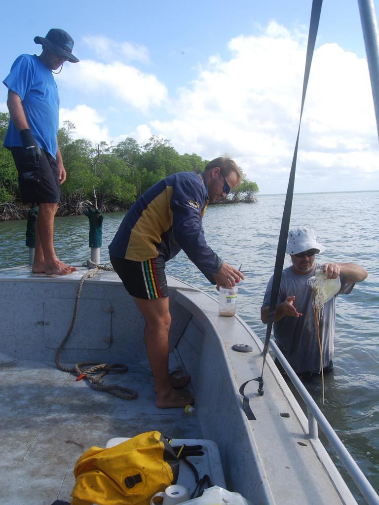 A drastic decline in the big box jellyfish population in Far North Queensland has experts stating it could take years before we see them back in our waters. Picture: Supplied.