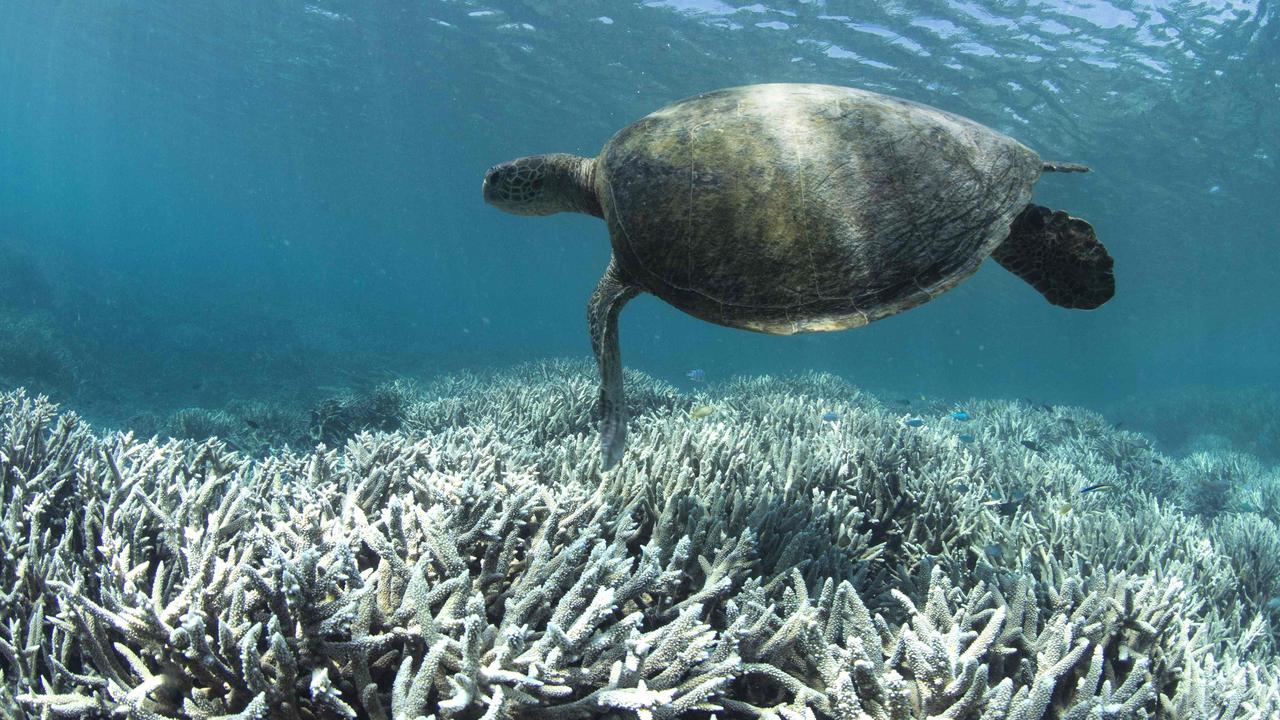 A turtle swims over bleached coral at Heron Island on the Great Barrier Reef. Picture: AFP Photo/XL Catlin Seaview Survey