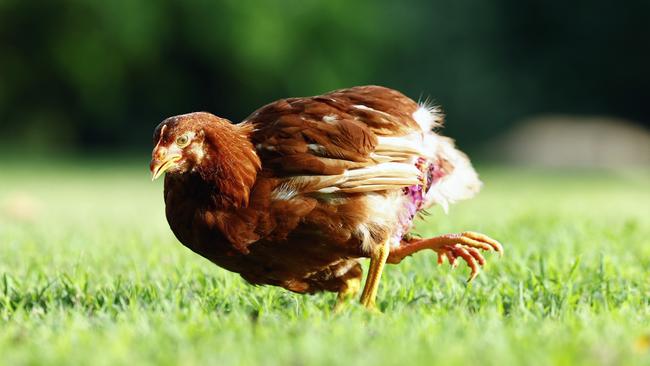 April the chicken was born with an extra set of legs, making her a four legged hen. After being targeted by the other chickens in the roost, April is now being cared for by a pair of bird carers. They plan on fund raising enough money to give April surgery on her rear appendages. Picture: Brendan Radke