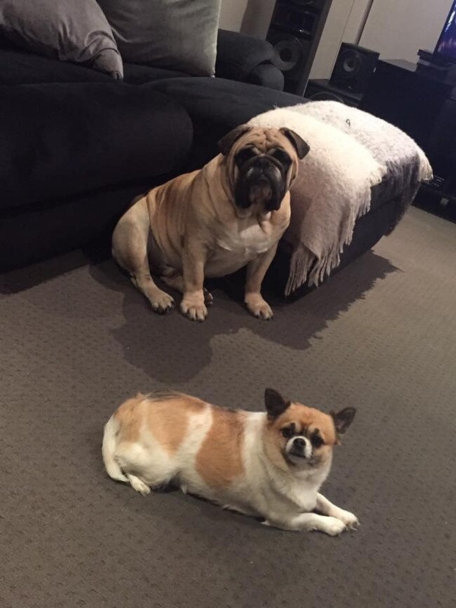 Tassie's Pawfect Pairs | Kasi Boxall: This is Gus the bulldog with his little bestie Muffin