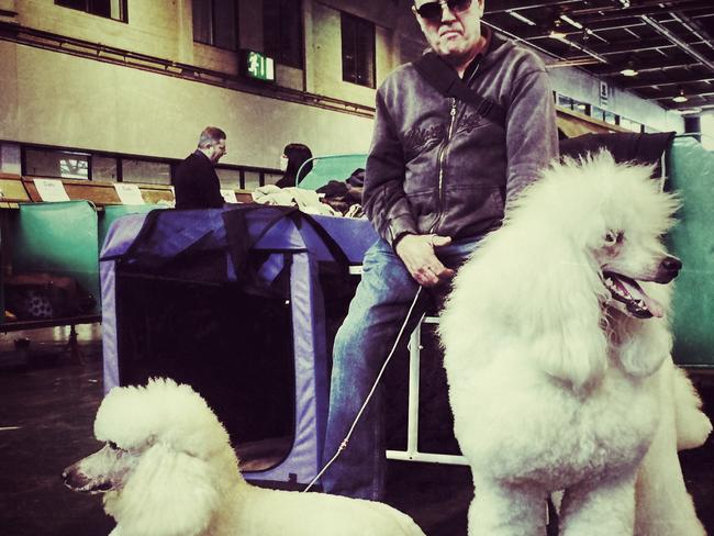 A man chillin’ with his poodles. Picture: Carl Court/Getty Images.