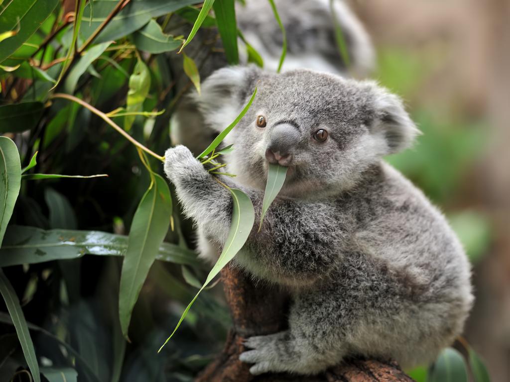 Heidi Cuschieri said the heat had caused the koala to find a water source elsewhere, as the eucalyptus leaves they usually get their water from, had all dried up.