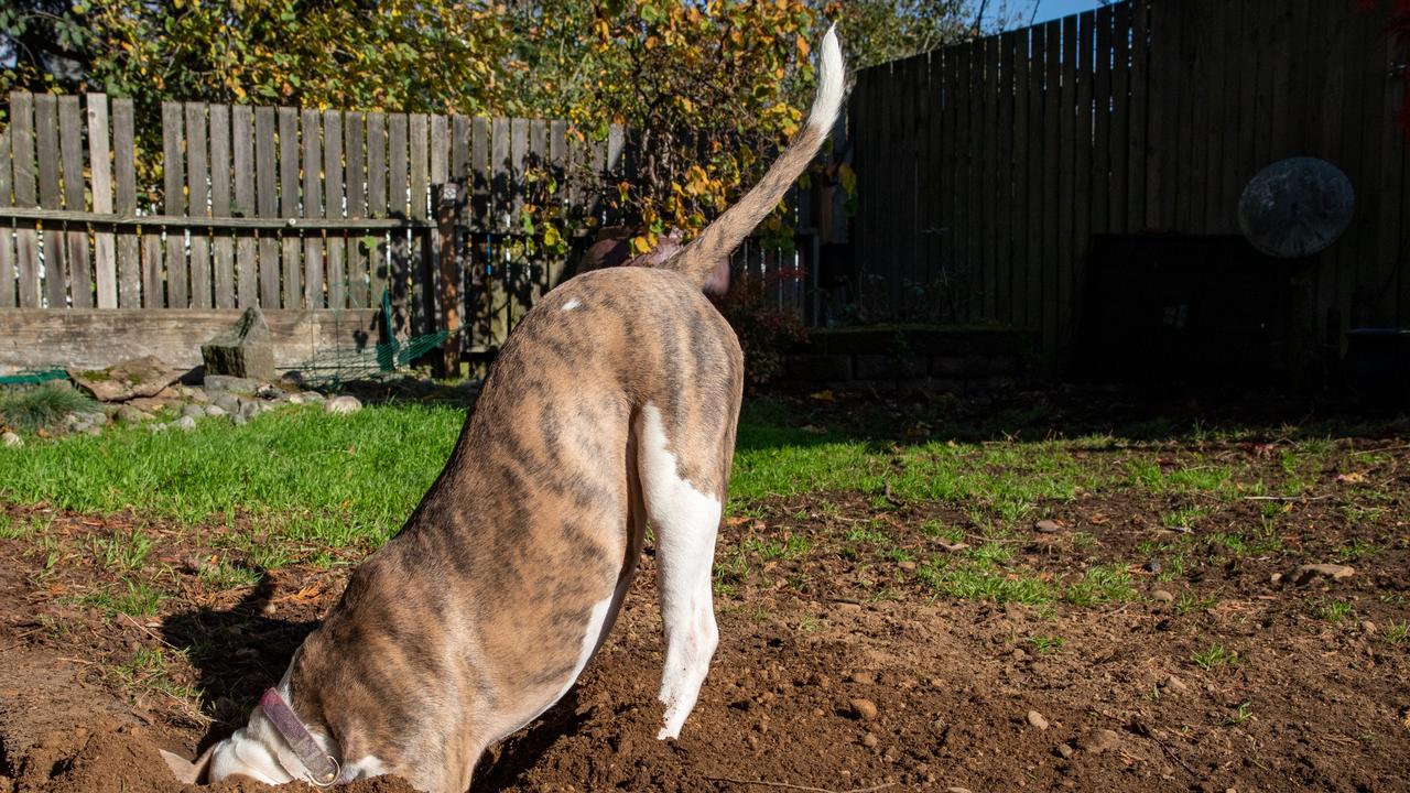 Dogs digging up your backyard may be exasperating, but there is a method behind this madness. Picture: istock.