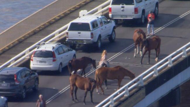 Aerial footage shows horses and more than a dozen cars stranded on Woodburn Bridge, about 34km south of flood-devastated Lismore. Picture: 9News