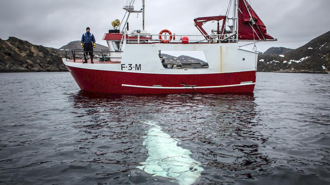 According to reports, Norwegian marine experts believe that the whale, wearing a harness reading 'Equipment of St. Petersburg' was allegedly trained by Russian Navy to be used for special operations. Picture: Jorgen Ree Wiig / Norwegian Directorate of Fisheries (SEA SYRVEILLANCE SERVICE)