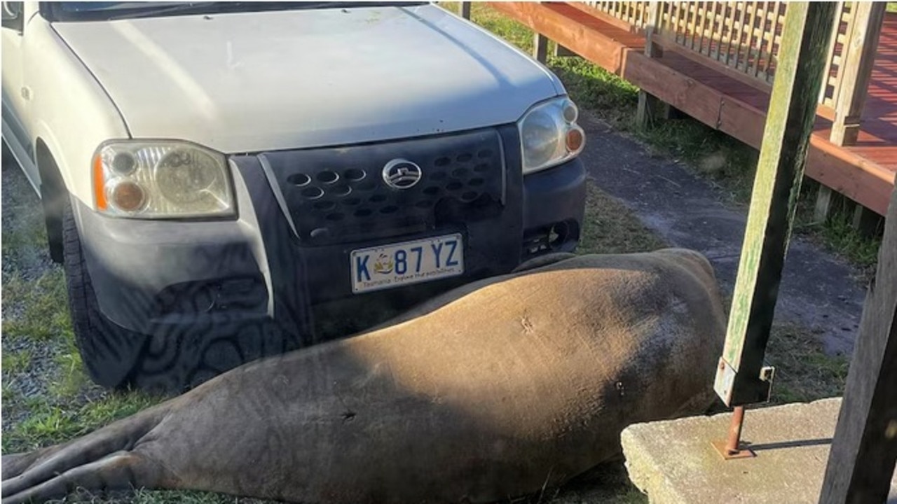 Seal Crick Sex Videos - Neil, the 600kg seal, blocks woman's car, disrupts morning commute | news. com.au â€” Australia's leading news site