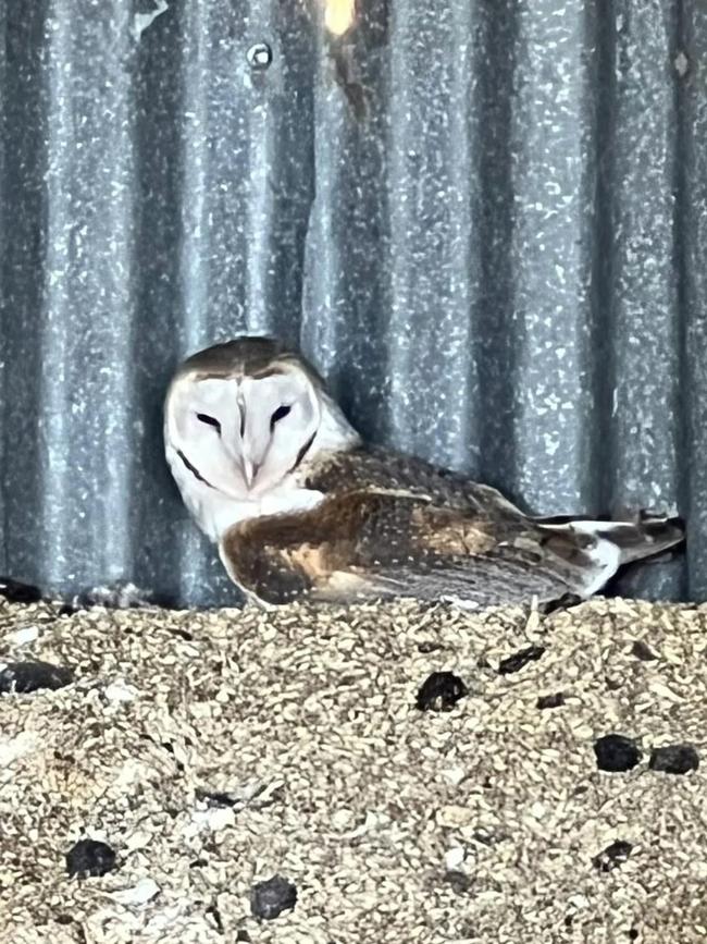 One of the barn owl parents sitting on the nest. Picture: Katelyn Boughen