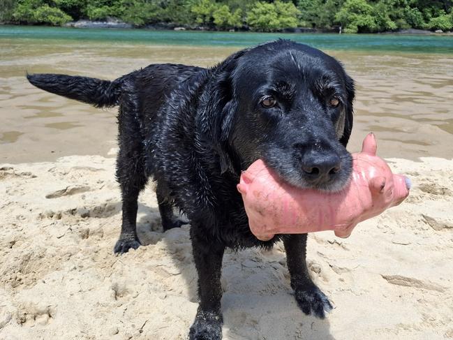 Bear and his favourite toy Piggy at his favourite dog beach at Boambee Creek.