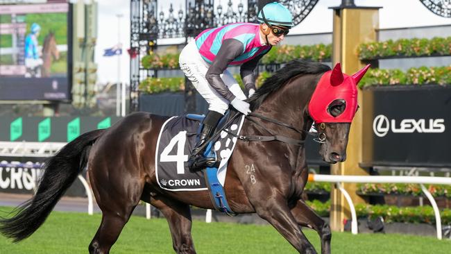 Antino has been crowned Queensland Horse of the Year. Picture: George Sal — Racing Photos via Getty Images.