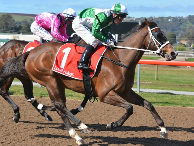 Triple Strip (Craig Newitt) wins a class 3 over 1350m in Devonport