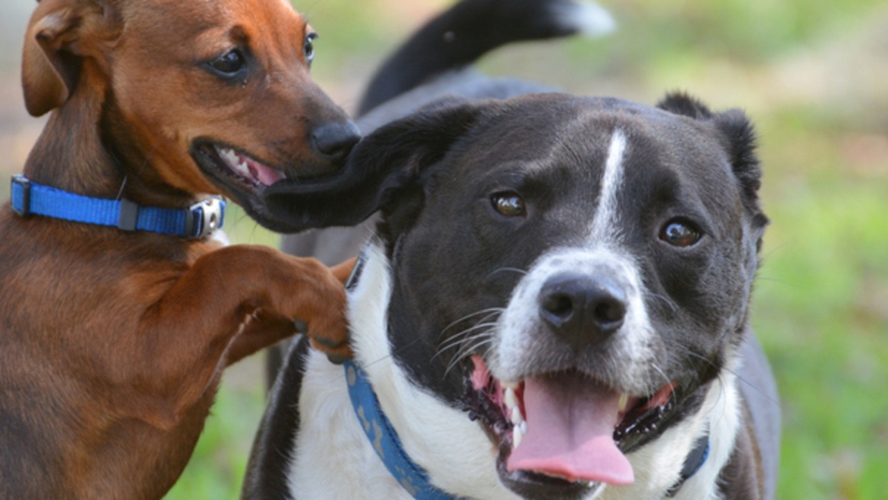 Dogs playing at a dog park.