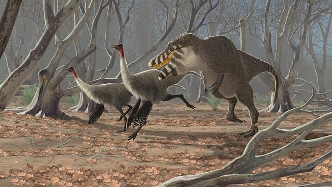 A fluffy Tarbosaurus pursues a pair of feathery Gallimimus. Picture: National Geographic / JOHN CONWAY