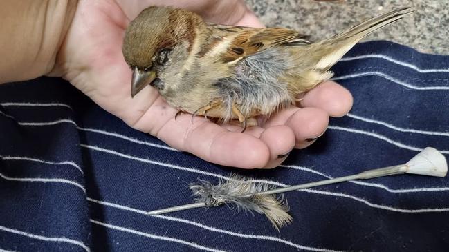 A dead house sparrow was found in Edmonton with a homemade blowgun dart in its side. Picture: