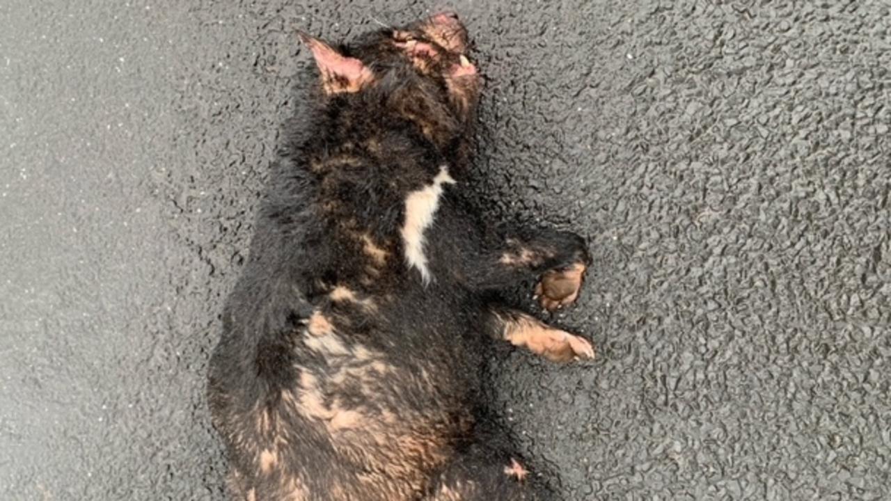 Dead Tasmanian devil roadkill on Montague Rd near West Montague in Tasmania's North-West. Picture: Supplied