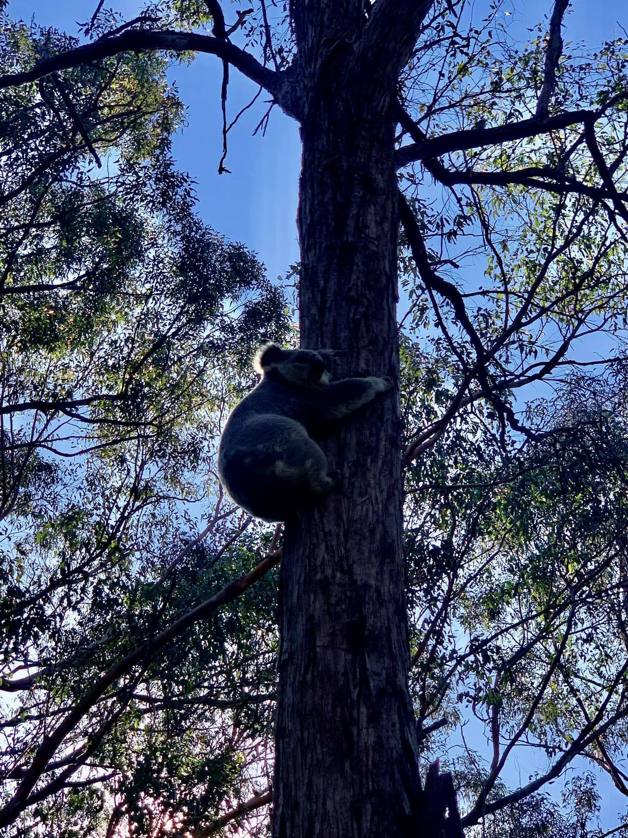 The koala was found on the rooftop. Picture: Facebook Help Save the Wildlife &amp; Bushlands in Campbelltown