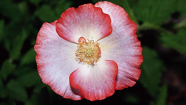 An old favourite, the Shirley poppy.