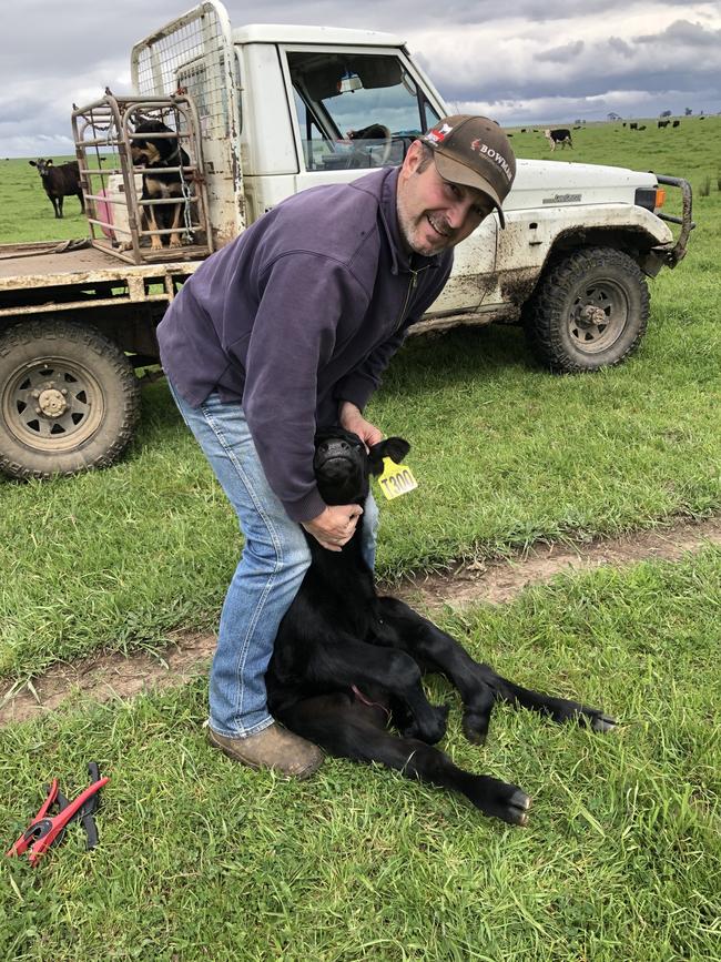 Glenn Bowman, of Bowman Performance Genetics, tagging calves at Rosedale.