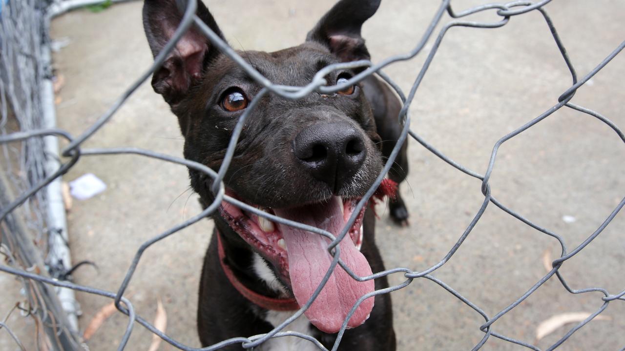 Central 2024 coast kennels