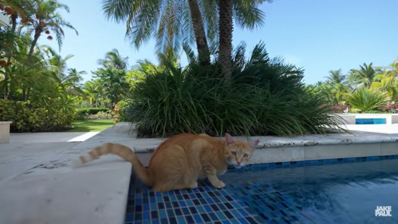 Jake Paul's guard cat Peter now owns his backyard. Picture: YouTube.