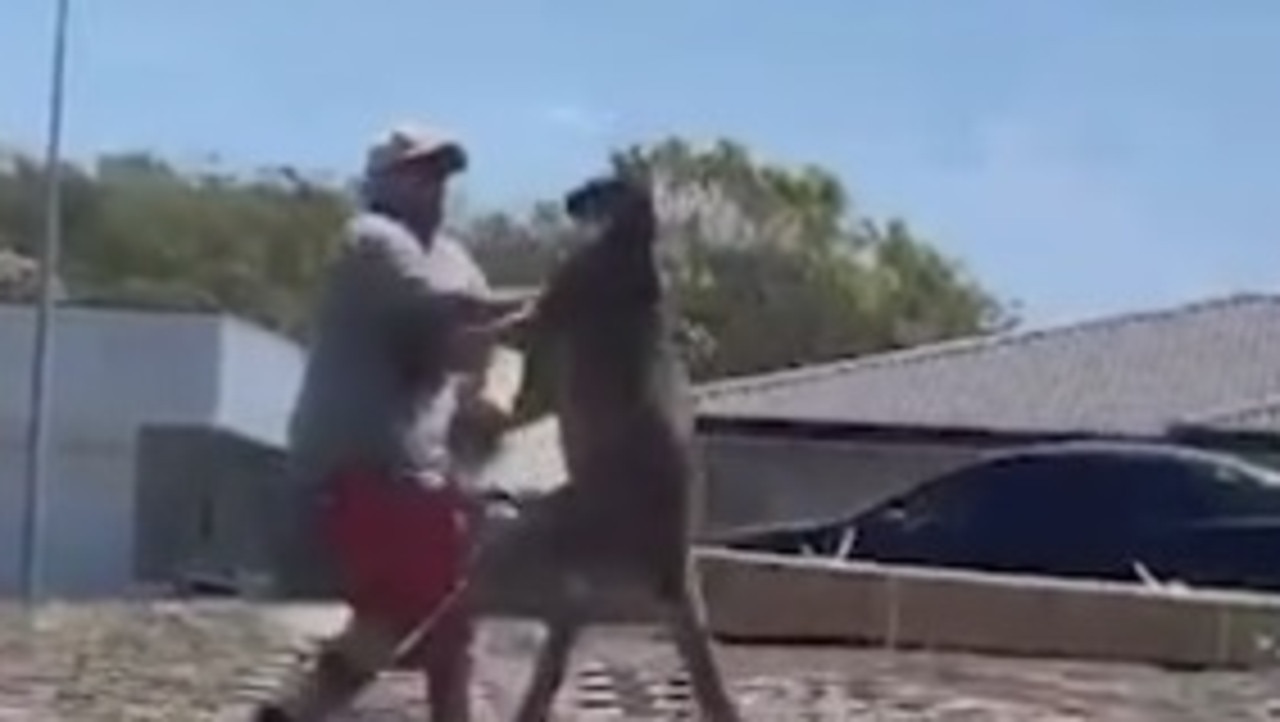 ‘Massive’ kangaroo punches a NSW dad in the face The Advertiser