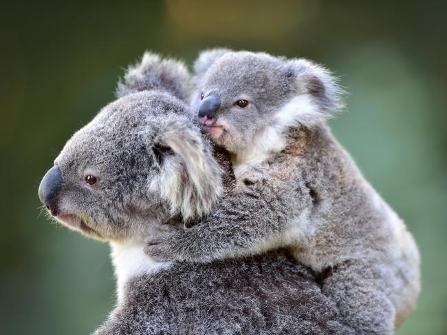 Queendsland Zoo, based at the Big Pinnapple, has received special Zoo and Aquarium Association accreditation which allows it to get more involved in breeding programs. Koala and its joey. Photo: Che Chapman / Sunshine Coast Daily